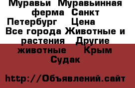 Муравьи, Муравьинная ферма. Санкт-Петербург. › Цена ­ 550 - Все города Животные и растения » Другие животные   . Крым,Судак